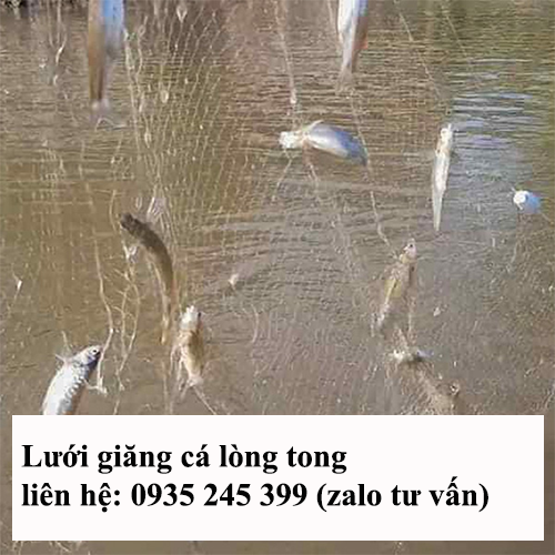 lưới giăng cá lòng tong