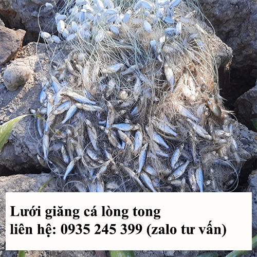 lưới giăng cá lòng tong